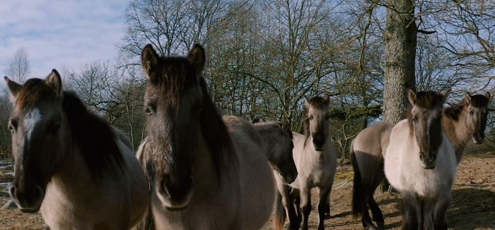 Organiseret Vildskab, Kaptajnens Hjerte Og Andre Forslag Til Film Og ...